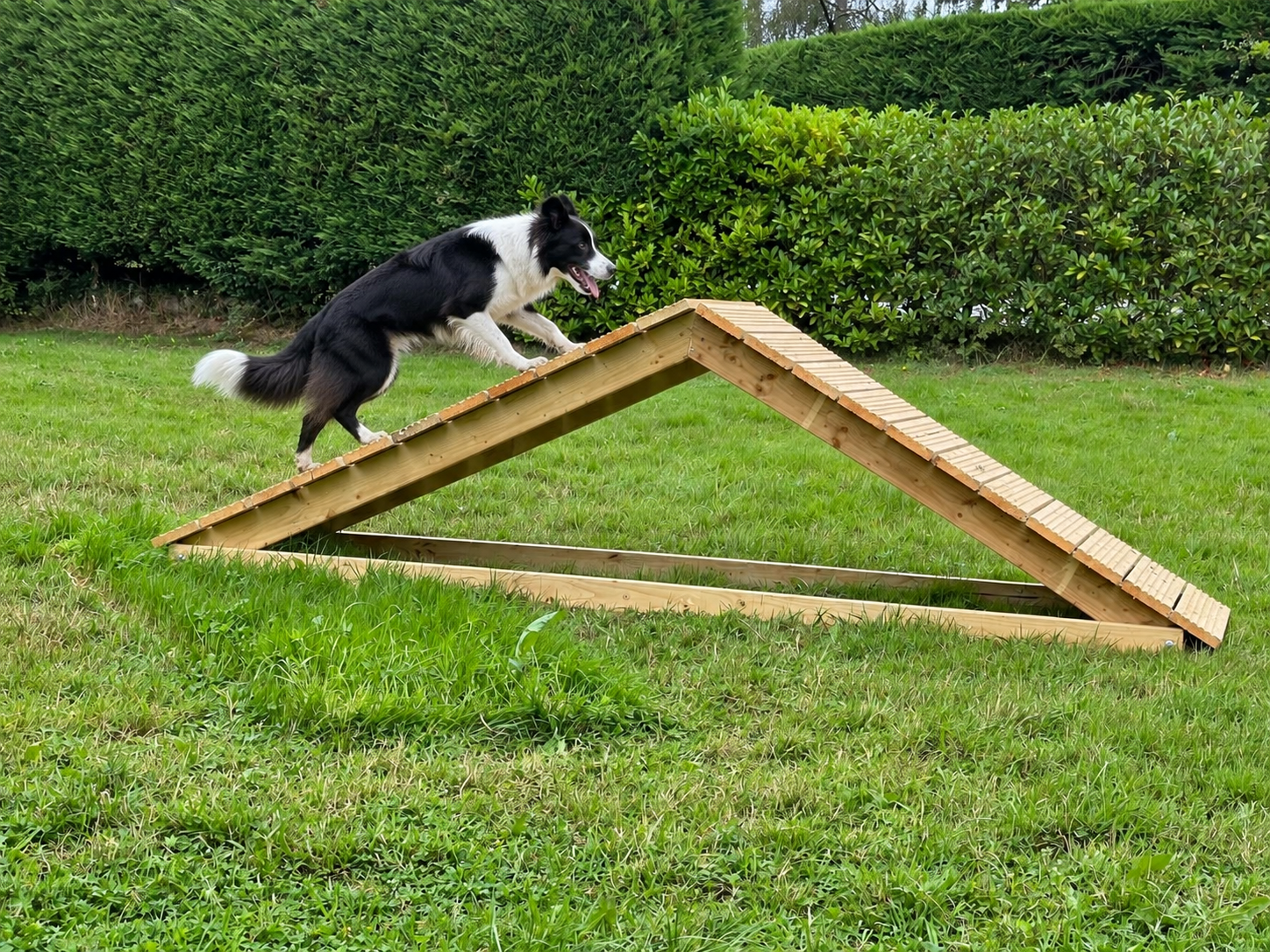 Border Collie using a handcrafted Park Farm Agility A-frame